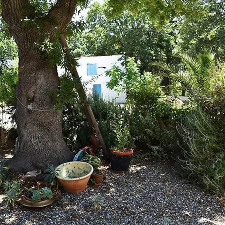 Boschetto Valle D'itria: Quercia *